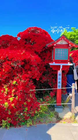 Đền nagaoka tenmangu shirne mùa hoa đỗ quyên#Kyoto #京都 #ツツジ #つつじ 