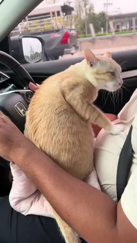 อย่าเครียดดิ #แมว #แมวส้ม #แมวตีพ่อตีแม่ #cats #แมวนักเดินทาง #cat #แมวนักเดินทาง #cat #แมวอ้วน #แมวขี้อ้อน 
