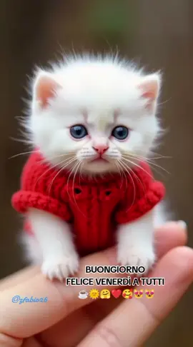 #cat #animali 