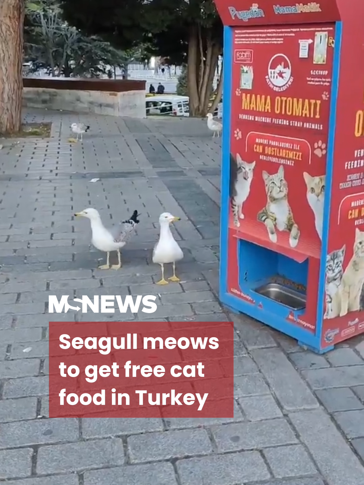 Being bilingual has its perks 🤭 #mustsharenews #tiktoksg #fypsg