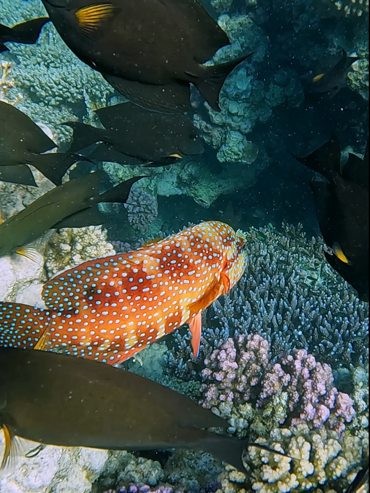 Deep blue sea, crystal clear water, underwater world, exotic fish, coral reef,Red Sea, Egypt, live wallpaper. #creatorsearchinsights #deepbluesea #underwater #underwaterworld #fish #exotic #coralreef #seaanimals #marinelife #peacful #ocean #davidattenborough #sea #scubadiving #snorkeling #nature 