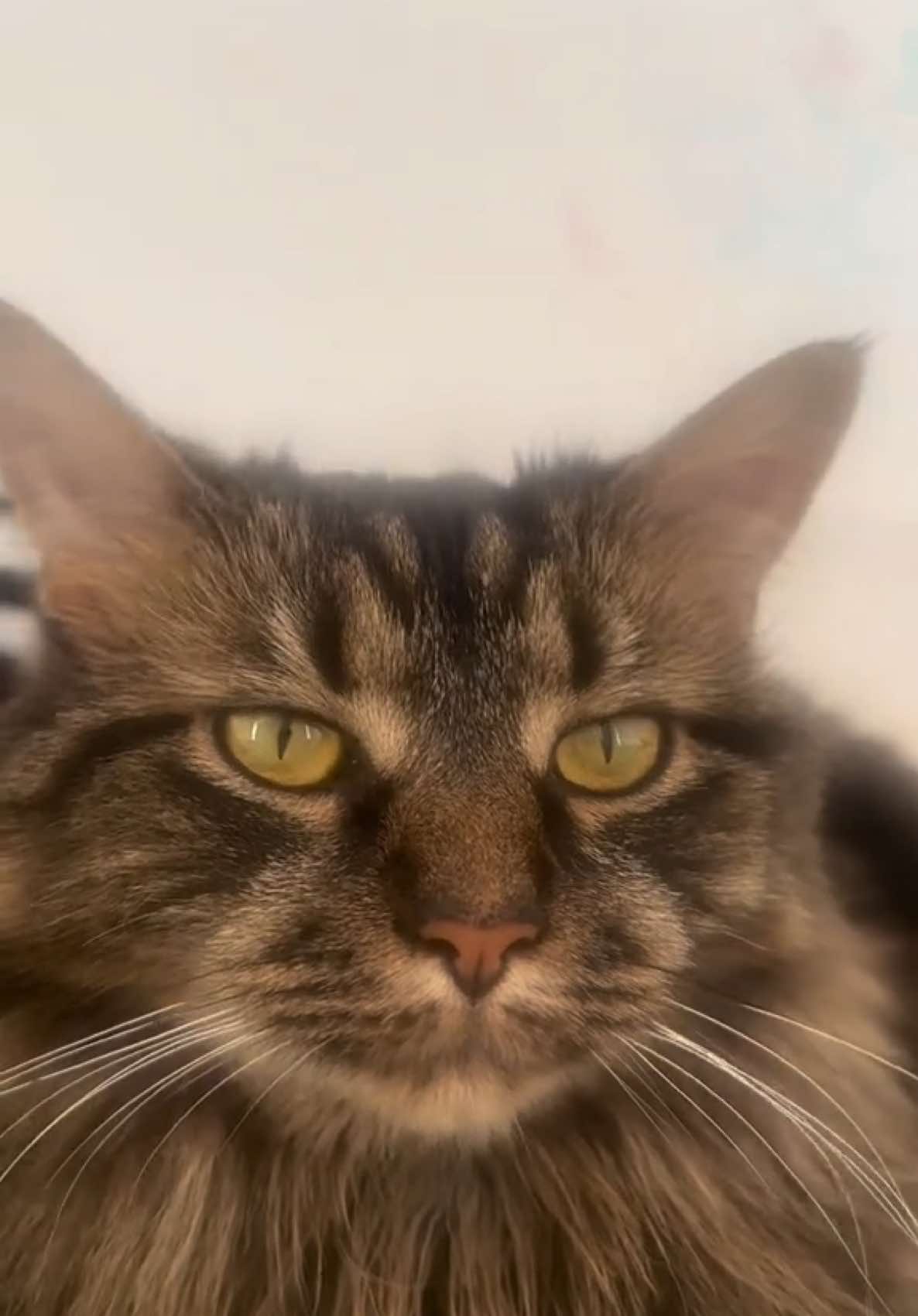 Just Woke Up From A Nap 😸✨ ~ Cleo ~  #catsoftiktok #cattok #catlover #fyp #familycat #pets #cutekitty #PetsOfTikTok #catpost #foryoupage❤️❤️ #fluffycat #sleepy #foryoupagе #catontiktok #petlovers 
