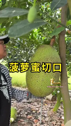 菠萝蜜切口，用来判断质量好坏！ #菠萝蜜切口 #科普 #iCrown #iCrownasia #iCrownfight