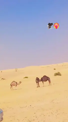 🦅❤️‍🔥 #حاسي_مسعود_ورڨلة_تڨرت_واد_سوف  #شعب_الصيني_ماله_حل😂😂  @🥰❤️متفائلة بالله 😌🤲 @مدامه سفيان 🌹👉🏻🤍 @زمهرير 