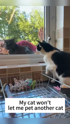 Cat’s jealousy 😹😹😹#cat #funnycat #catsoftiktok #funny #tiktok #tiktokcats #funnytiktok #funnyvideos #Foryou 