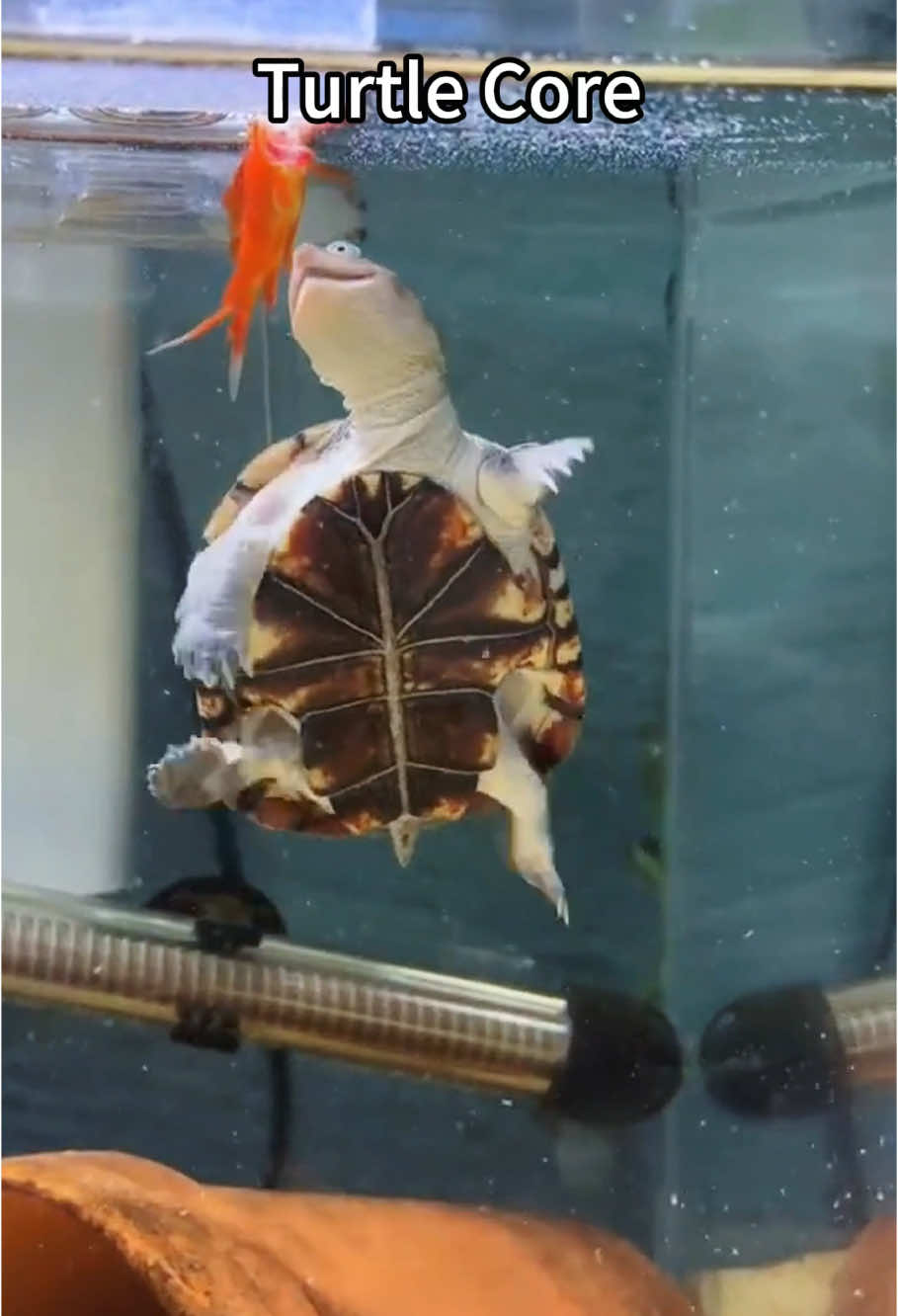 Turtle Core#foryour #funnyvideos #fyp #turtle #funny #fotyoupage