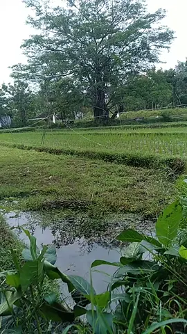 KALI KLUNGSU  Berada di perbatasan antara DESA SUSUKAN 3 , KECAMATAN PONJONG dengan DESA NGROMBO , KECAMATAN KARANGMOJO , KABUPATE GUNUNGKIDUL, DAERAH ISTIMEWA YOGYAKARTA , kali yang mata airnya tak pernah kering ketika musim kemarau menjadi kegunaan bagi masyarakat sekitar dan menjadi salah satu sumber pangairan pertanian di desa ini  ❌ Meski di sumber mata air ini banyak ikan , tapi tidak diperbolehkan untuk memancing apalagi menangkap ikan di sini ❌ 🚫 DILARANG MEMBUANG SAMPAH SEMBARANGAN DI TEMPAT MATA AIR KALI KLUNGSU 🚫 #zufron_bangsarasta  #kali_klungsu  #mata_air  #desa_susukan_3_ponjong  #desa_ngrombo_karangmojo  #GUNUNGKIDUL  #YOGYAKARTA 