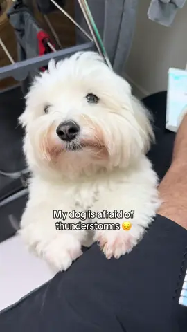 This will be her first monsoon season and she’s never heard this much thunder before 😔  #mandoocoton #cotondetulear #dogsoftiktok 