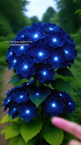 Blue hosta #seeds #garden #blue #fyp #plants #outdoorplants #tiktokshop #hosta 