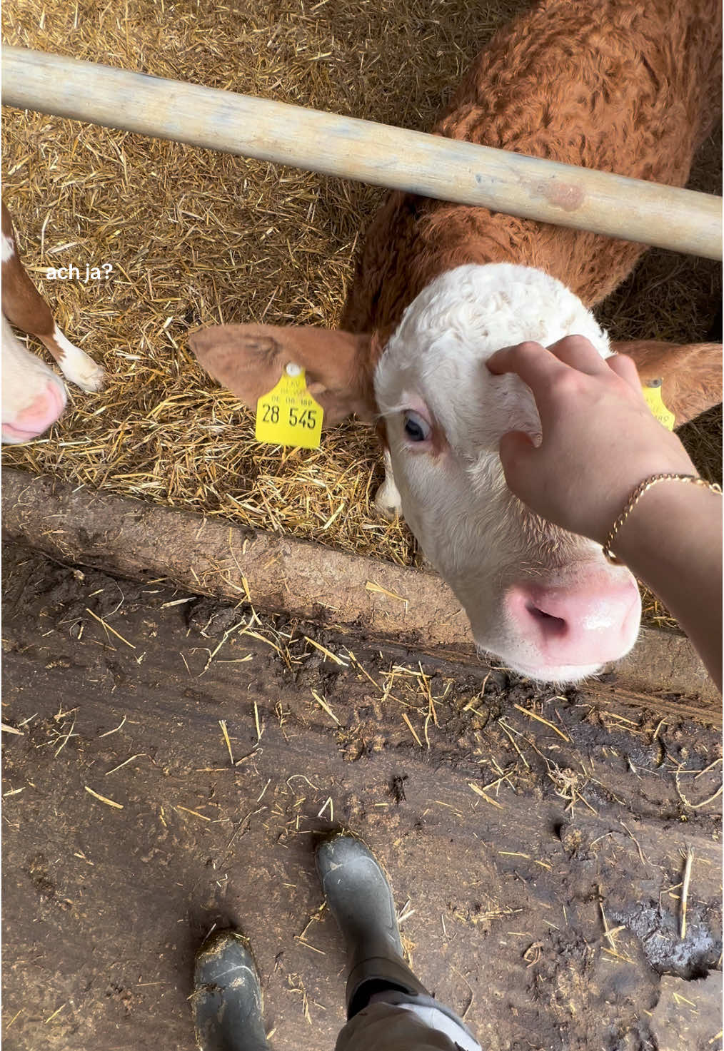 olle🙄 #landwirtschaft #kühe 