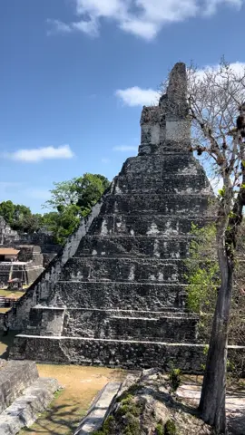 PLAZA MAYOR de la@Imponente ciudad clásica de TIKAL Petén 🇬🇹🇬🇹 #arquitecturamaya #arqueologia #historia #cultura #religion #astronomia #aventura #paisaje #conociendolaculturamaya #explorandoguatemala 