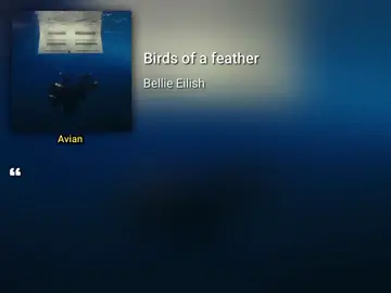 // Birds of a feather - Bellie Eilish// #song #mmsub #avian #xyzabc #views #fypシ゚ 