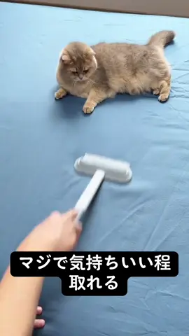 #ネコ #最高 #抜け毛がすごい #ヒカキンボイス 