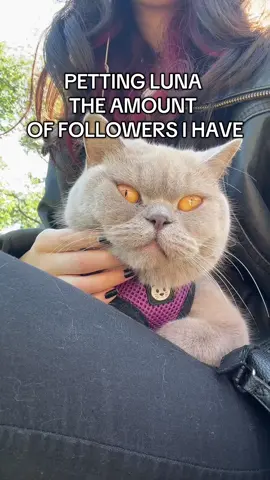 1 PET FROM EVERYONE ♡⸜(˃ ᵕ ˂ )⸝  part 13✨we are currently on a walk #catsoftiktok #cat #cutecat #britishshorthair #kitty #cats That was A LOT of pets 💗 so i had to speed the video up a lot , also one of the clips accidentally deleted  :( 