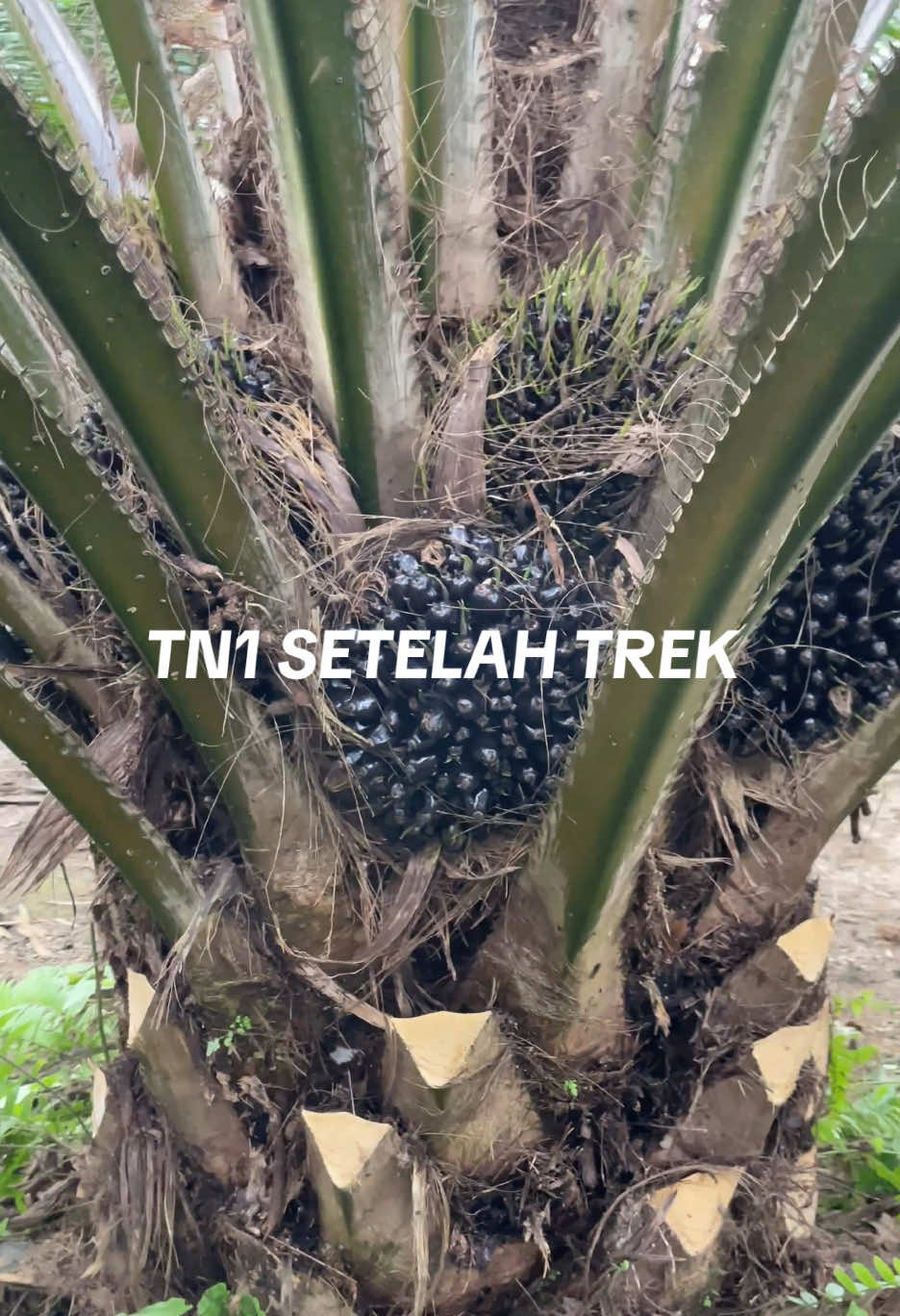 #sawit  #petanisawit  #sawitunggul  #sawitunggul  #sawitontiktok  #petanimuda 