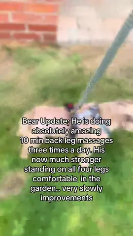@TheDogFather is improving every day very very slowly but improvements already #fyp #frenchie #disableddog #disableddogsoftiktok #update #bear #frenchbulldog 