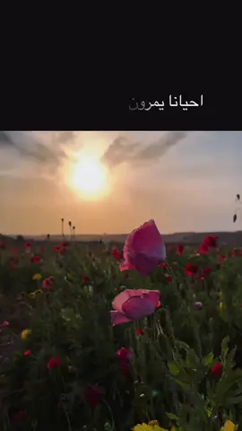 ‏مساء الخير والسعادة #اكسبلورexplore❥🕊🌸🤍🌸 