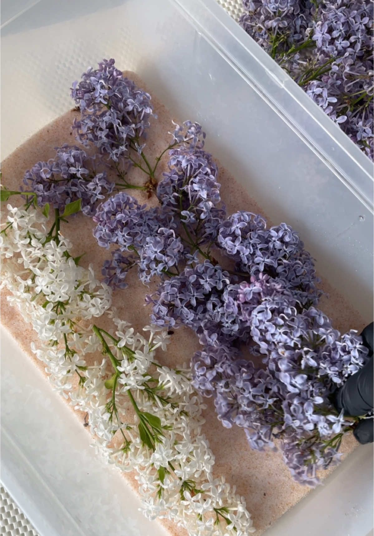 2 sposoby na suszenie bzu,efekt na końcu 💜🤍 #bez #suszeniekwiatów #suszenie #lilak #silicagel #dryingflowers 