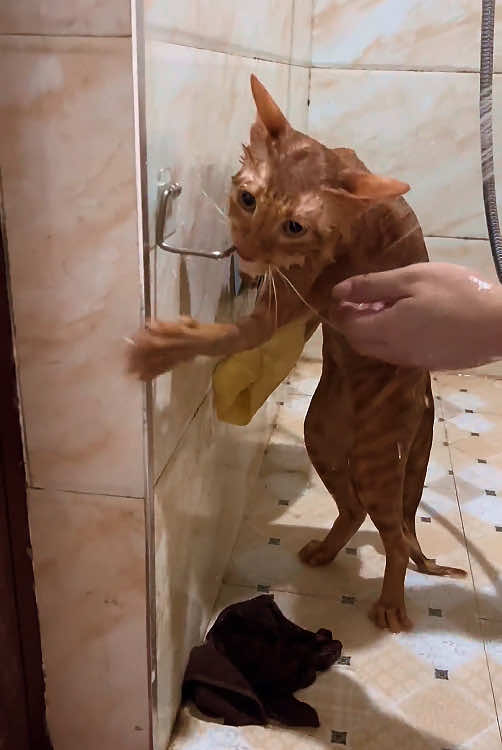Cats don’t like bathing at all#funny #funnyvideo #fpy #pet #cat #funnycat 