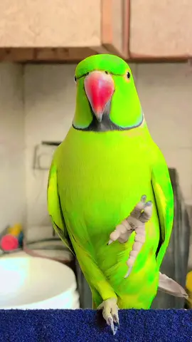 Shizada rio #talkingparrot #viralvideo #GreenRio #foryou #talkingparrot🦜🦜🦜🦜🦜 