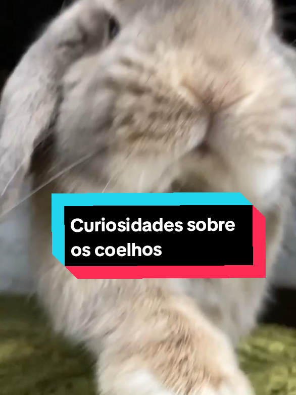 coelhos são fofinhos 🐇 #coelhinho #coelhos #fofo#fyp #viral_video_tiktok 