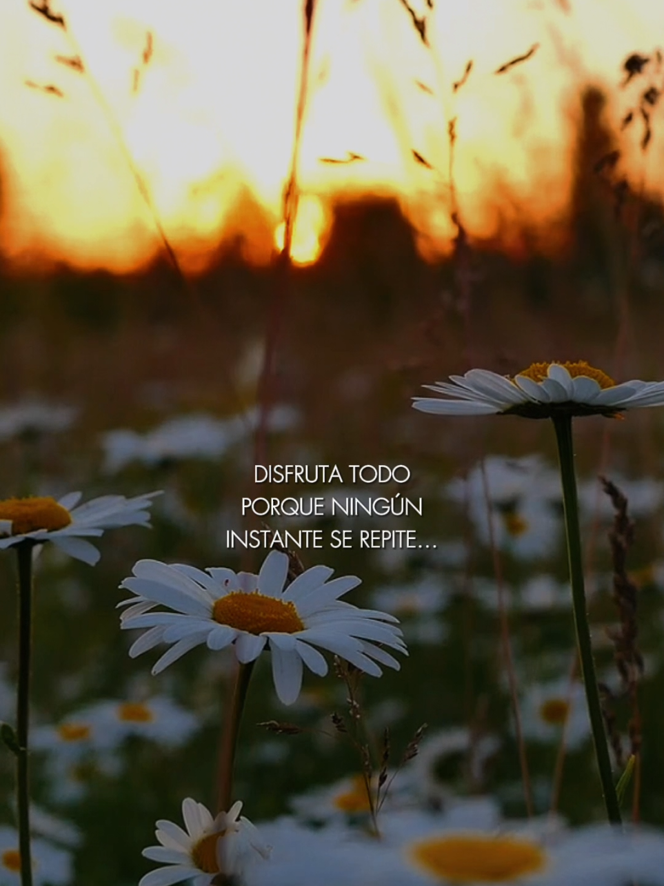 La vida es un suspiro disfrazado de eternidad. A veces creemos que siempre habrá una próxima vez, otra oportunidad, un mejor momento... pero la verdad es que cada segundo es único y no vuelve. Por eso, disfruta con el alma, ríe sin reservas, ama con intensidad y agradece cada respiro.☀️❤️🙏🏻 #lavida #hoyesunbuendia #sefeliz #disfruta #reflexiondeldia #Motivacional #CapCutMotivacional #ama #leccionesdelavida #felizdia #felizviernes #felizviernes #buenosdias #nadaserepite #vive 