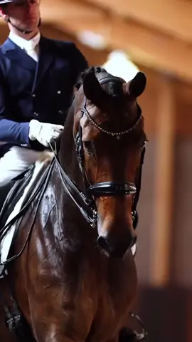 #equestriansport #horse #horseriding #fyp 