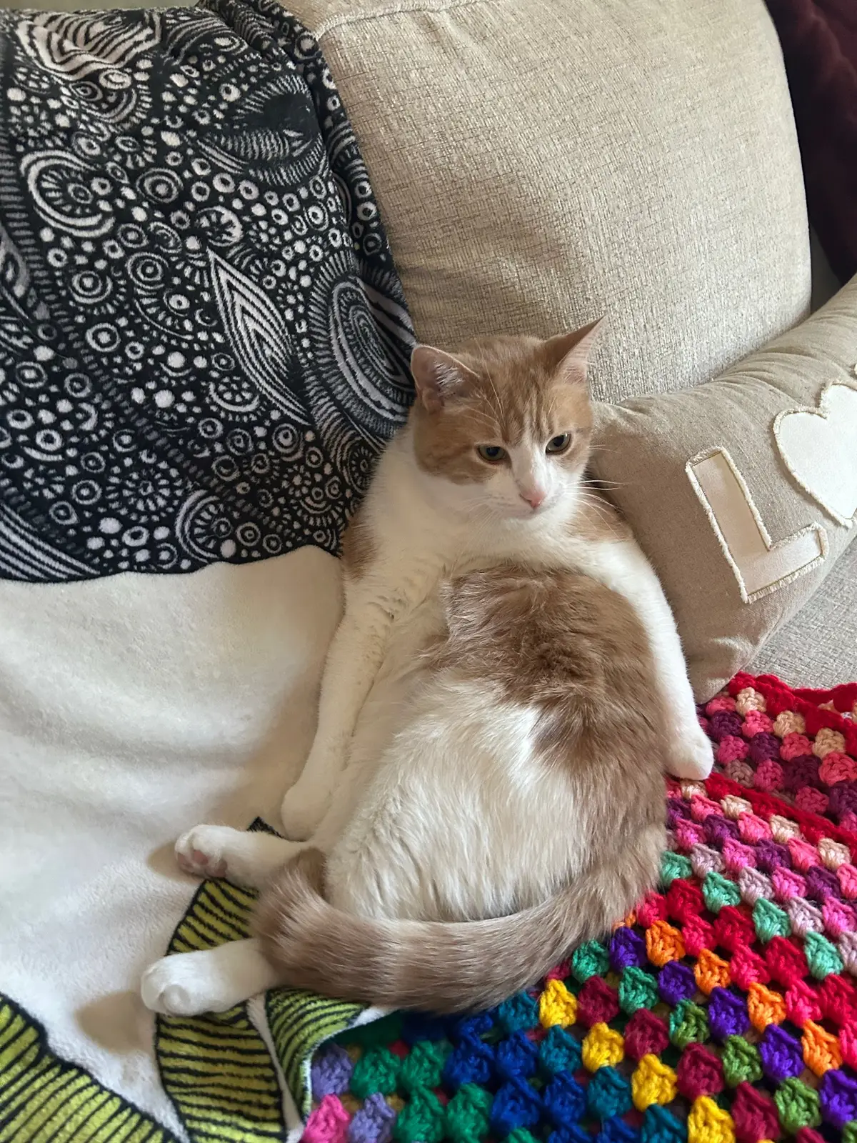 I’m dying because I’ve never seen him sit like this. What a pretty little baby.  #catsoftiktok #orangecatbehaviour #prettylittlebaby 