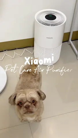 say goodbye na nga sa mga alikabok at odour sa room namin dahil sa xiaomi per care air purifier! 💗 #xiaomi #xioamipetcareairpurifier #xiaomiairpurifier #airpurifier #roomairpurifier #fyp 
