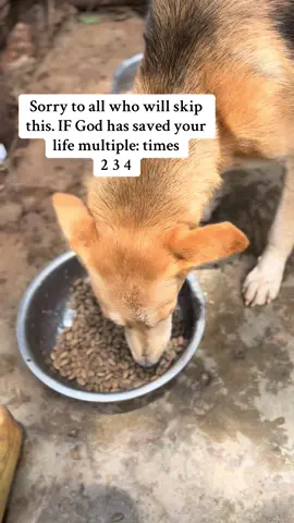 Consider visiting the link in bio to help. #fyp #trending #foryoupage #dog #dogsoftiktok #viral #goviral #doglover 