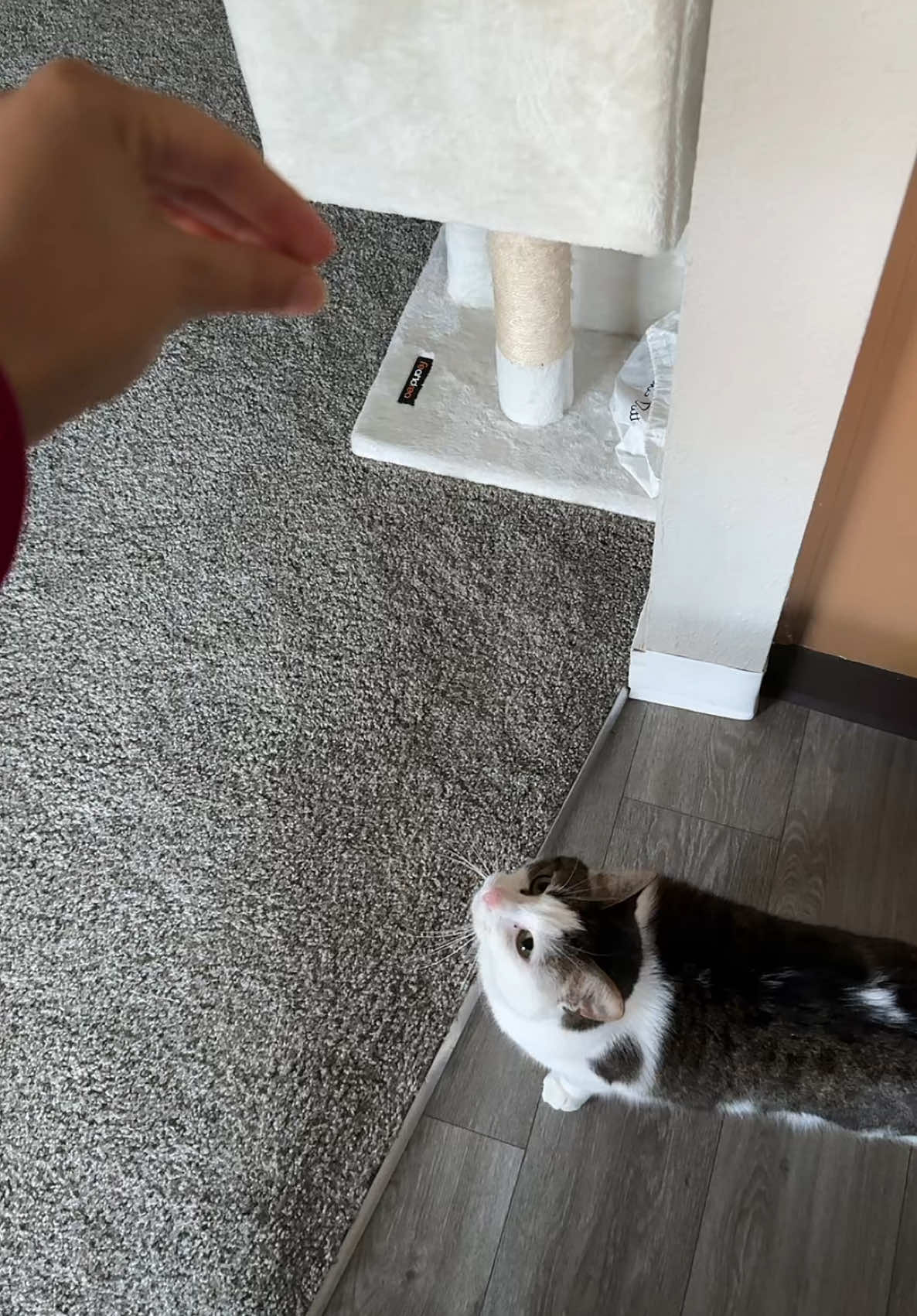 Will work for snacks. Tricks aren’t free around here!! #WillDoTricksForSnacks #SnackKing #CatWithSkills #TreatPlease #Catitude #FelinePerformer #Cat #TrickForTreat #SassyCat #PetStar #CatTok #CatsOfTiktok #FYP #POV 