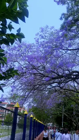 सहयात्री र साथ असल हुनु पर्छ जस्तो कुसै दु:ख पनि  हाँसेर कटाउन् सकिन्छ । @Alone Mica Rai 