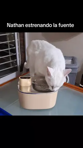 Al principio se asustó un poco porque tiene sensor de movimiento y sale el agua cuando se acerca, pero enseguida se acostumbró🥰🥰 #cats #catsoftiktok #gatoblanco #catsvideo #gatos #myboy #lifewithcats #waterfountain #feelneedywaterfountain @FeelNeedy 