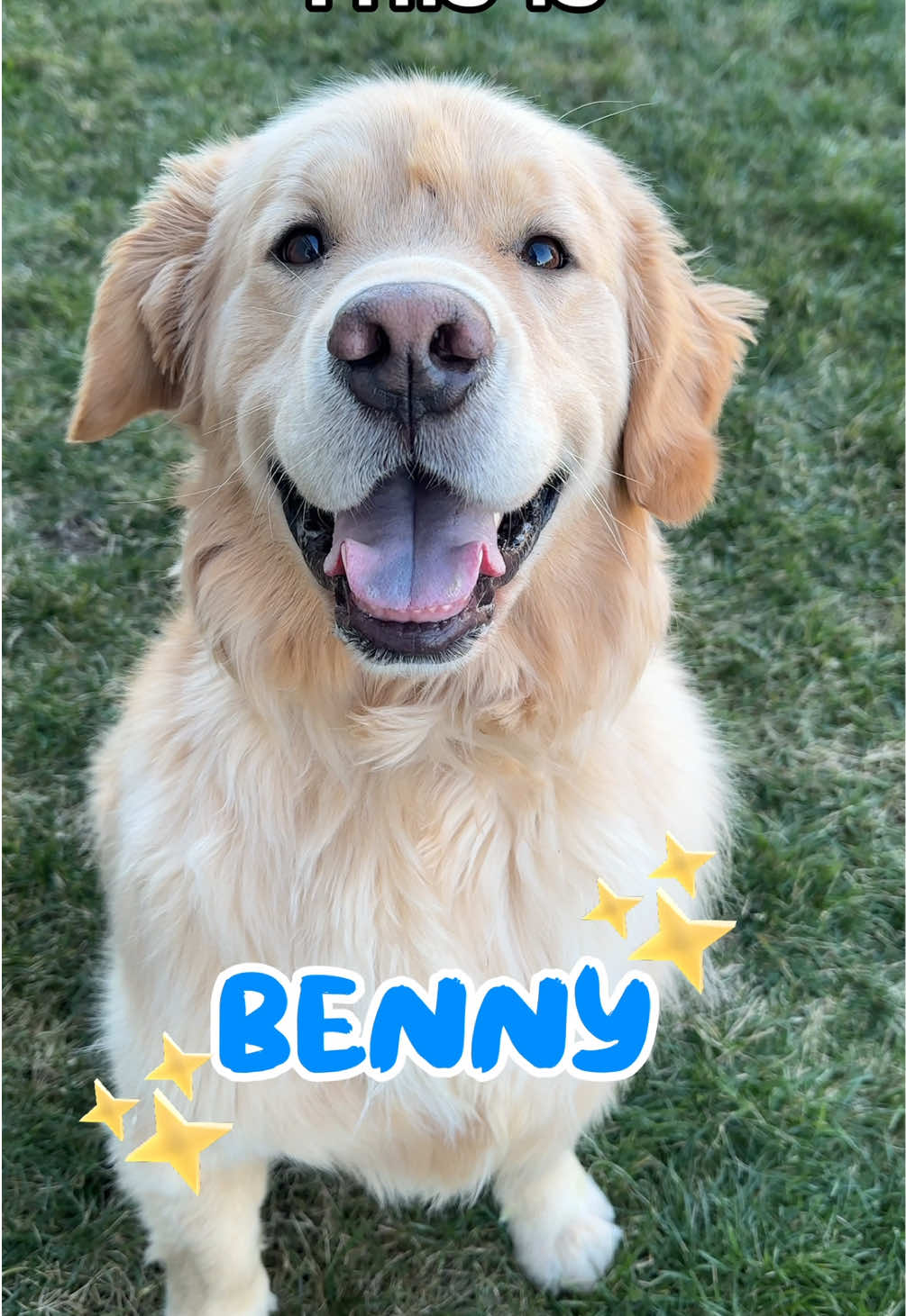 Benny is the star of the show  #goldenretriever #goldenretrieverlife #dog #dogsoftiktok #dogs #pet #petlover  