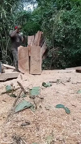#treecut 