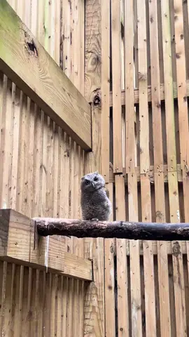 Screech owl babies are the most common intake we get during baby season! It feels like we have a whole baby owl army.😂🦉 Did you know every year we have a Screech Owl Release party? Join us June 26 from 7:30-8:30 at Camp Greene (located in the Glen Helen Nature Preserve, Yellow Springs, Ohio) to see all of the orphaned screech owls all grown up and ready to go back into the wild!  #glenhelenraptorcenter #wildliferehab #wildliferescue #glenhelen #babyseason 
