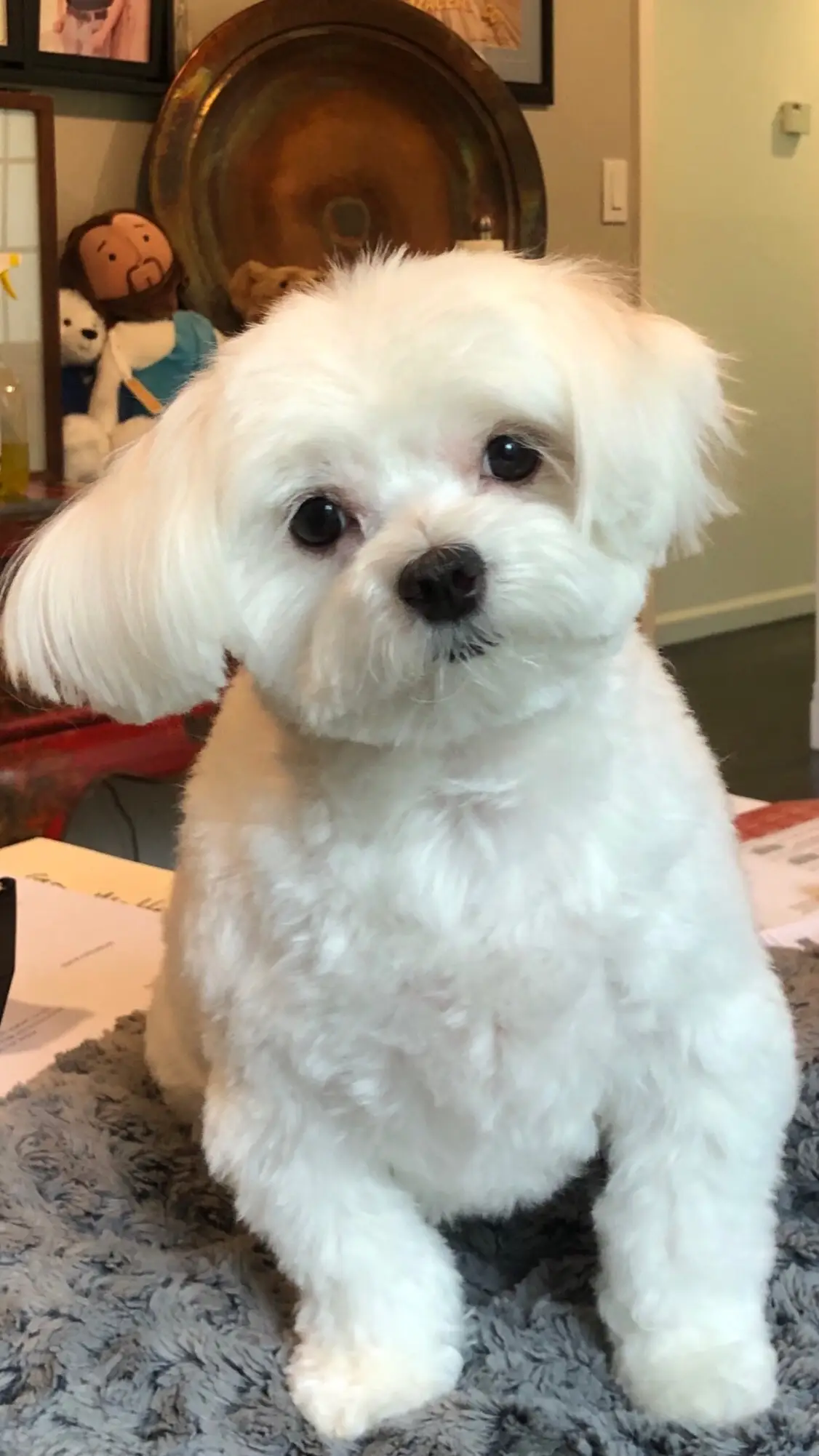 My wife says I’m obsessed with my dog….