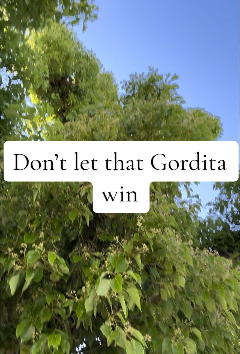 Quit letting that Gordita inside you win! You got this bihhh #motivation #momworkout #fitmom #weightloss #gordita #paratii #fyp 
