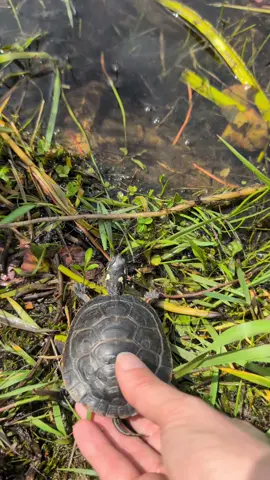 release date for many of the turtles that were in our care over the winter! #wildliferehab #wildliferehabilitation #savetheturtles #turtle #wildliferescue #paintedturtles #hatchlings #fyp 