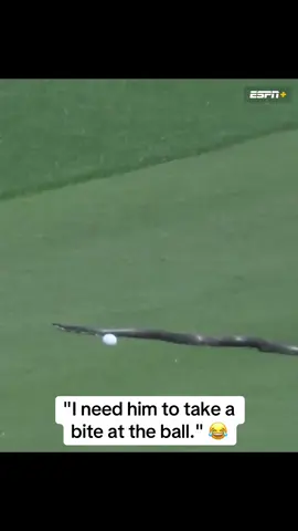 #Snake crossing at the #PGAChampionship 🐍 #golf #funny 