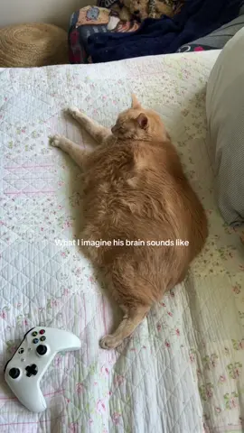 this is jack 🤍 #fatcat #catsoftiktok 