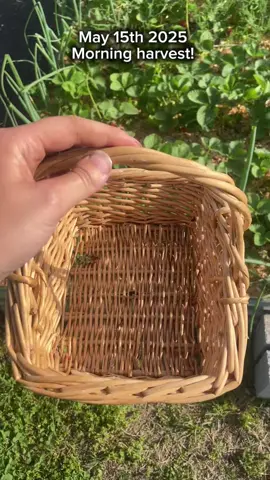 Garden harvest! 5-15-2025 #garden #gardening #fruits #berry #berries #fruit #crops #harvest #harvesting #basket #harvesttime #gardenproject #gardening101 #gardentok #gardeninghacks #gardendiy #gardeningtips #gardendesign 