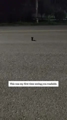 I rescued a lonely kitten and later...#fyp #animals #rescued 