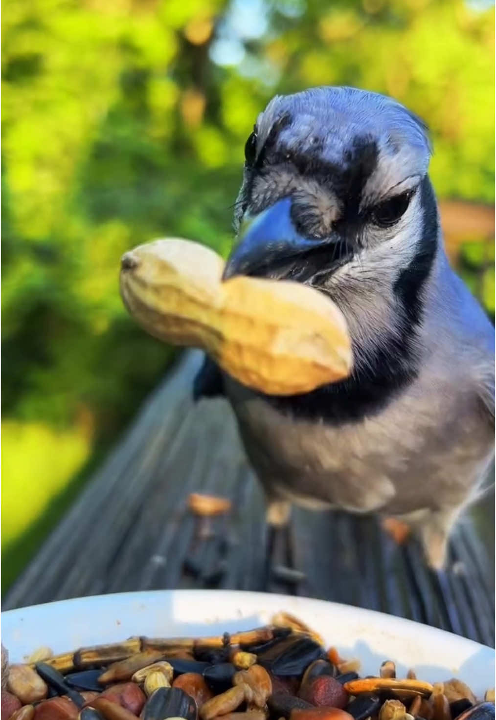 Acting so sneaky. #fyp #birds #birdwatching #angrybirds #robin #bluejay#redbelliedwoodpecker #cardinals #woah #Mordecai 