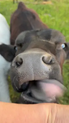 Ollie is going to be one ferocious bull when he gets older. #fyp #cow 