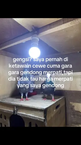 🤭🤭 @Sono Keling #merpatikolong#merpatikolongbebas#merpatilosdor#GK13#genkkeprok13#burungdara#MOMO#LEON#PANAHMAS#MASBET#BANDITO#MERSI#BURUNGMERPATI#kolongbebas#piyungan#kandang#merpatikolong#merpatiovers#kandangatas##lapakLKC#LKC#fyp#fy#fyp#liwatbranda#cinematik#jjrimex#creatorsearchinsights 
