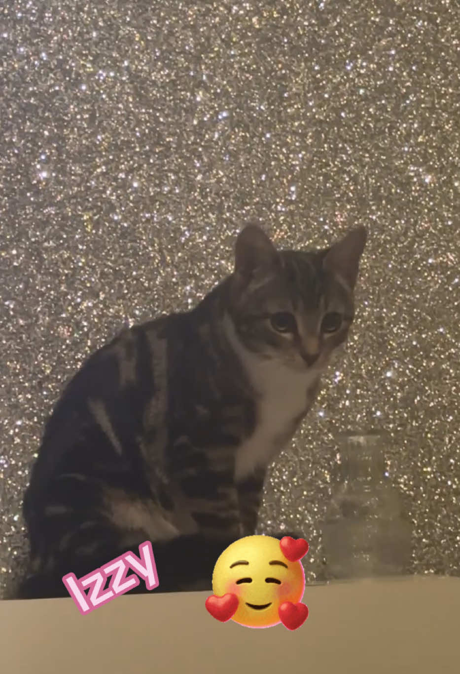 #fyppp #unfreezemyaccount #mycats #cutecats #happycats #catvideo #nicecat #indoorcat #indoorcatlife #myworld #mysakoon #alhamdulillah 