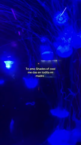 😶‍🌫️ #lanadelrey #shades #lanadelreyedit #lanacult 
