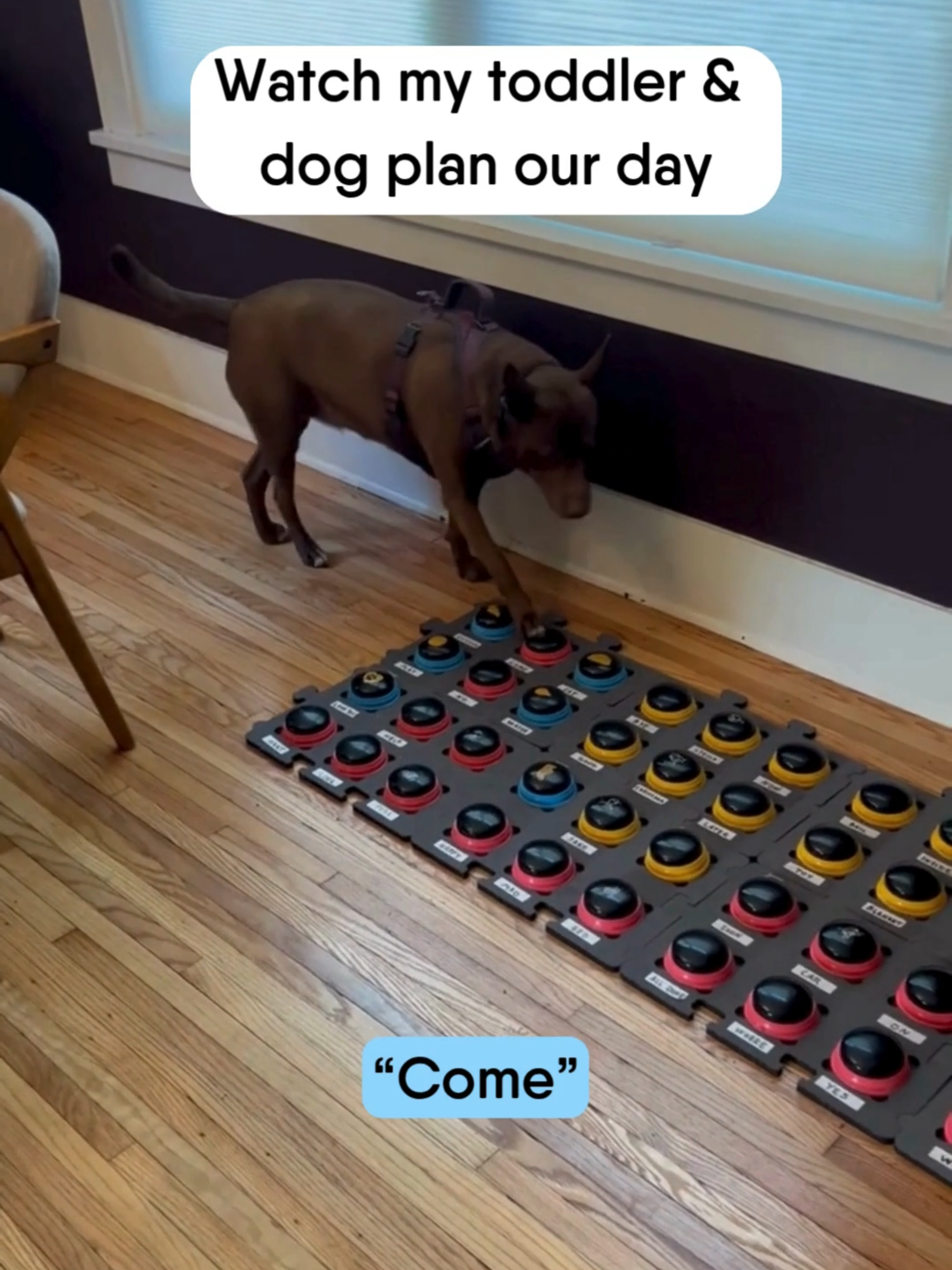 When my dog Stella was whining, I watched my toddler go stand by the button board and ask, “Stella what do you want to do today?”  Stella smiled, walked to her buttons and responded, “Park come.” ❤️ Stella’s buttons are a tool that help our whole family, and I can’t get over how cool it is watching my son & dog have a conversation!!! 🤯 If you’re ready to teach your dog to use buttons, click the link in my bio to pre-order my upcoming book, Your Dog Can Talk: A Step by Step Guide to Button Training 🐶📝 #hunger4words #talkingdog #dogvideos #buttontraining #dogtraining #dogmom #interspeciesfriendship