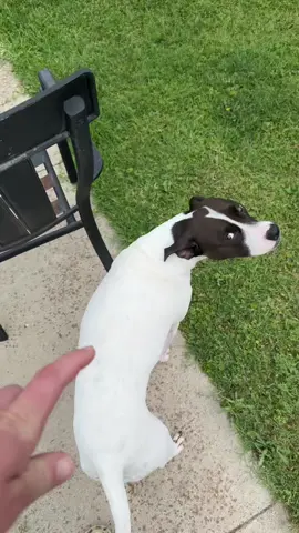 Guys, harass your dogs for a playa today #awesome #fyp #funny 